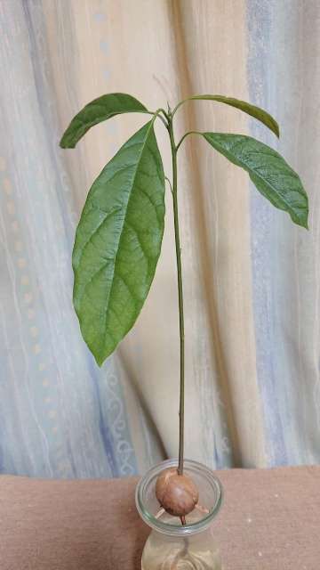 野菜の水耕栽培