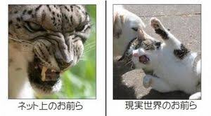 あなたが思うガルちゃん民の特徴part5
