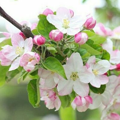 AKS、NGT48山口真帆襲撃犯を提訴　昨年12月逮捕の実行犯2人か