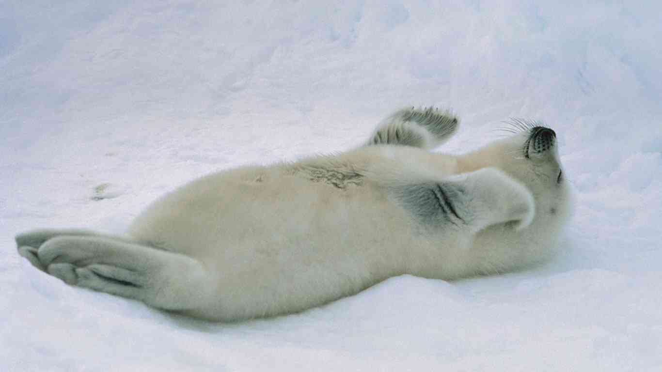 いろんな動物の赤ちゃんがみたい