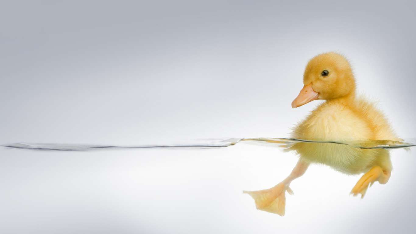 いろんな動物の赤ちゃんがみたい