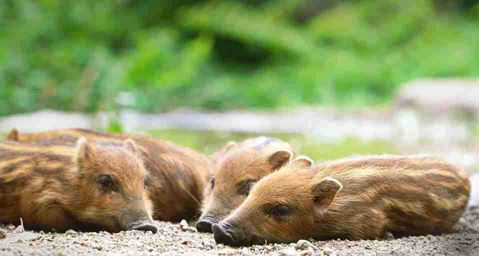 いろんな動物の赤ちゃんがみたい