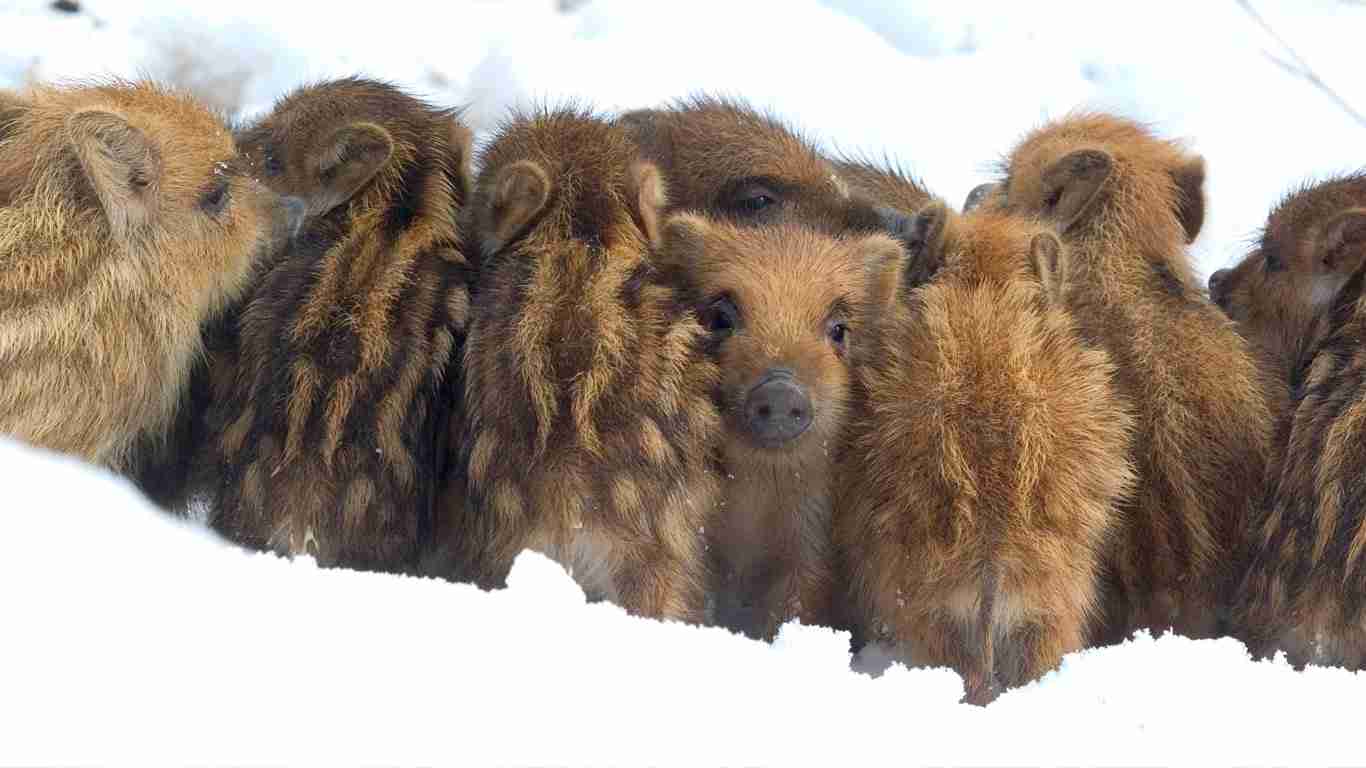 いろんな動物の赤ちゃんがみたい