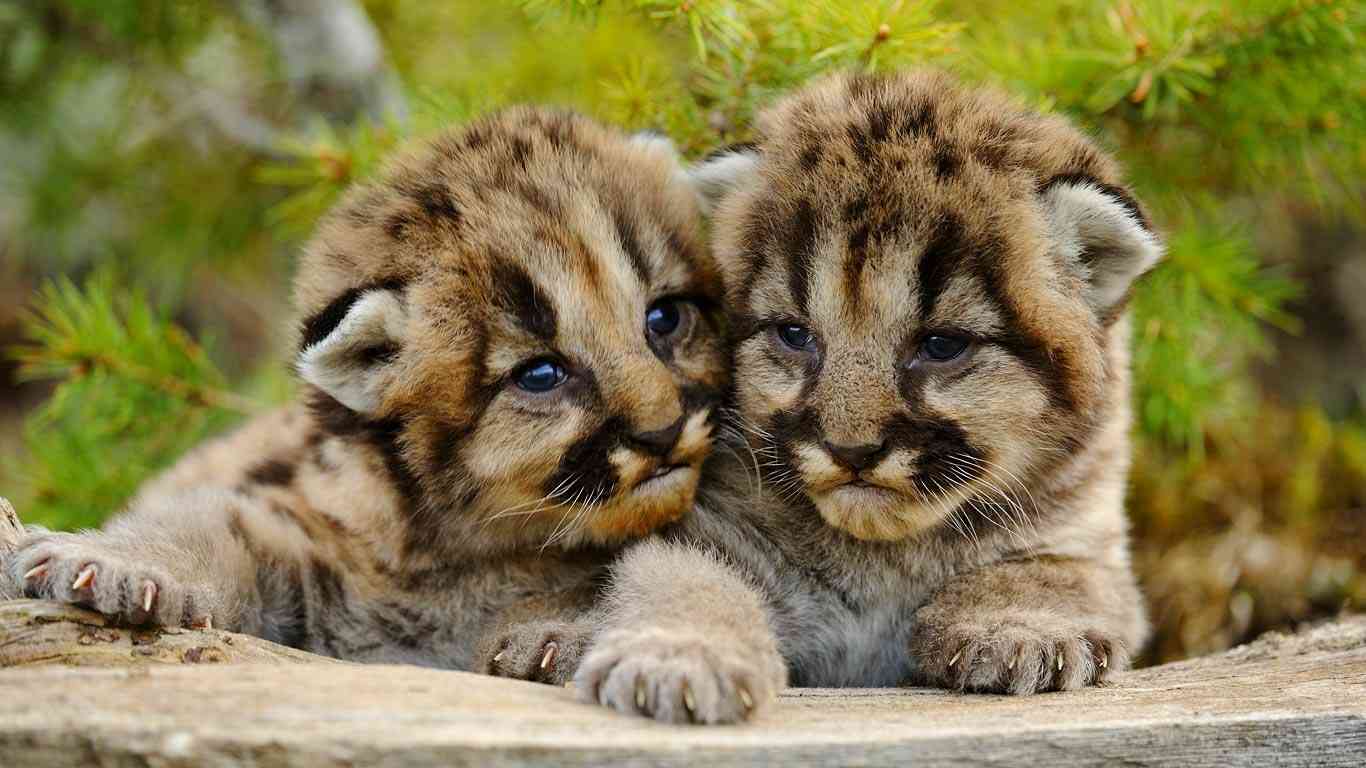 いろんな動物の赤ちゃんがみたい