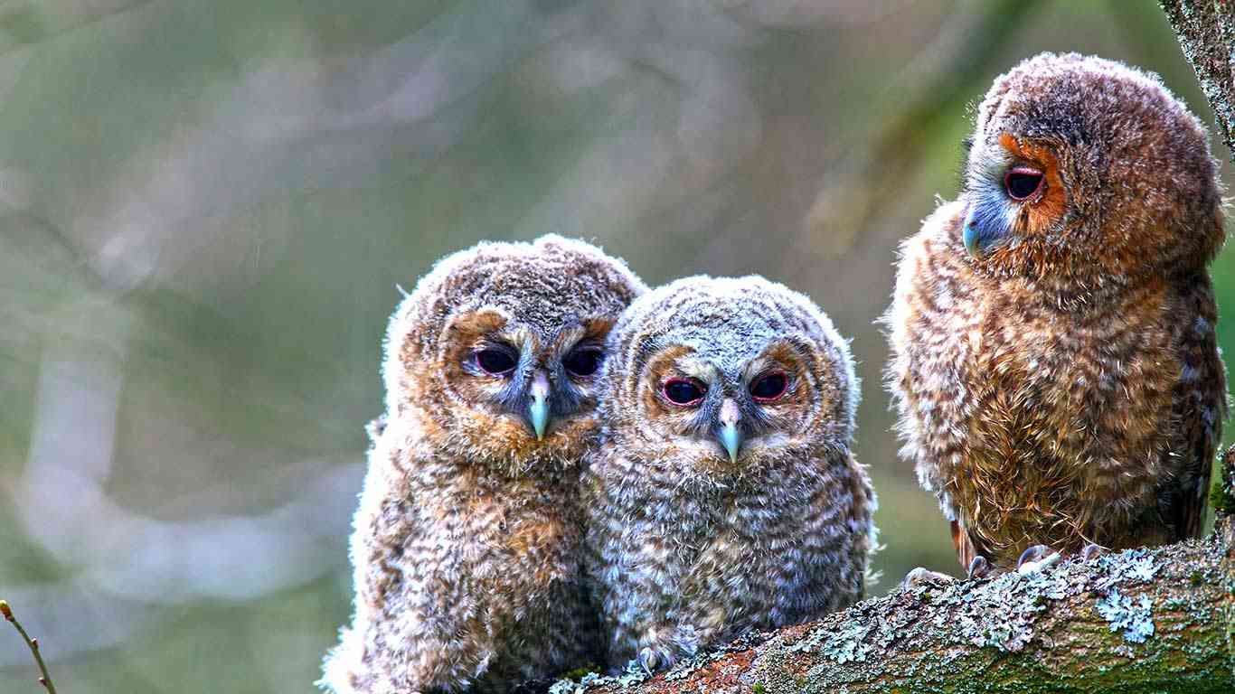 いろんな動物の赤ちゃんがみたい