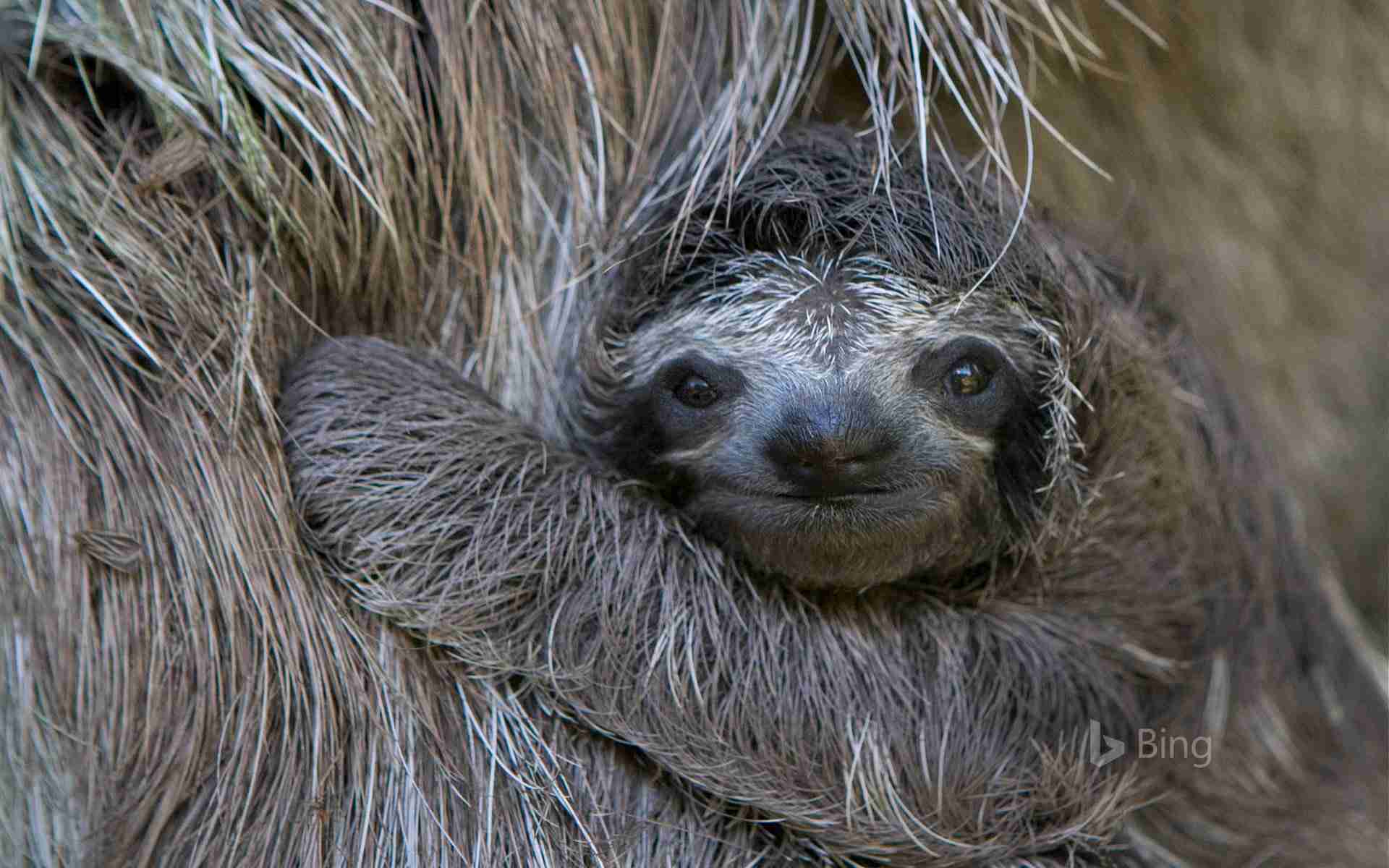 いろんな動物の赤ちゃんがみたい