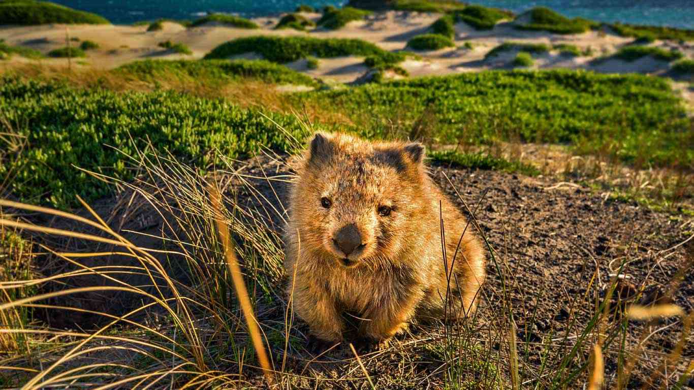 いろんな動物の赤ちゃんがみたい