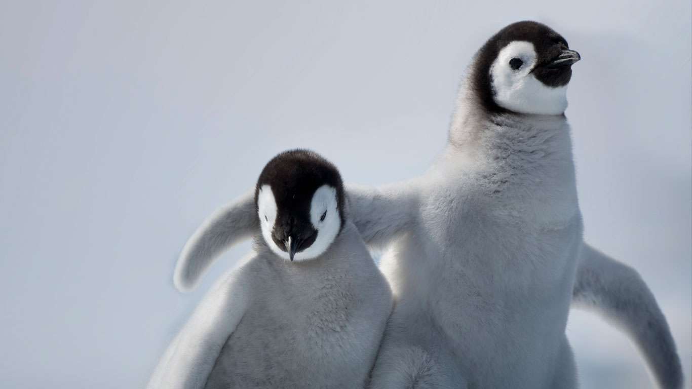 いろんな動物の赤ちゃんがみたい