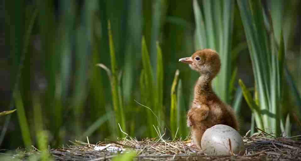 いろんな動物の赤ちゃんがみたい
