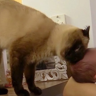 彼氏の猫と仲良くなりたいです