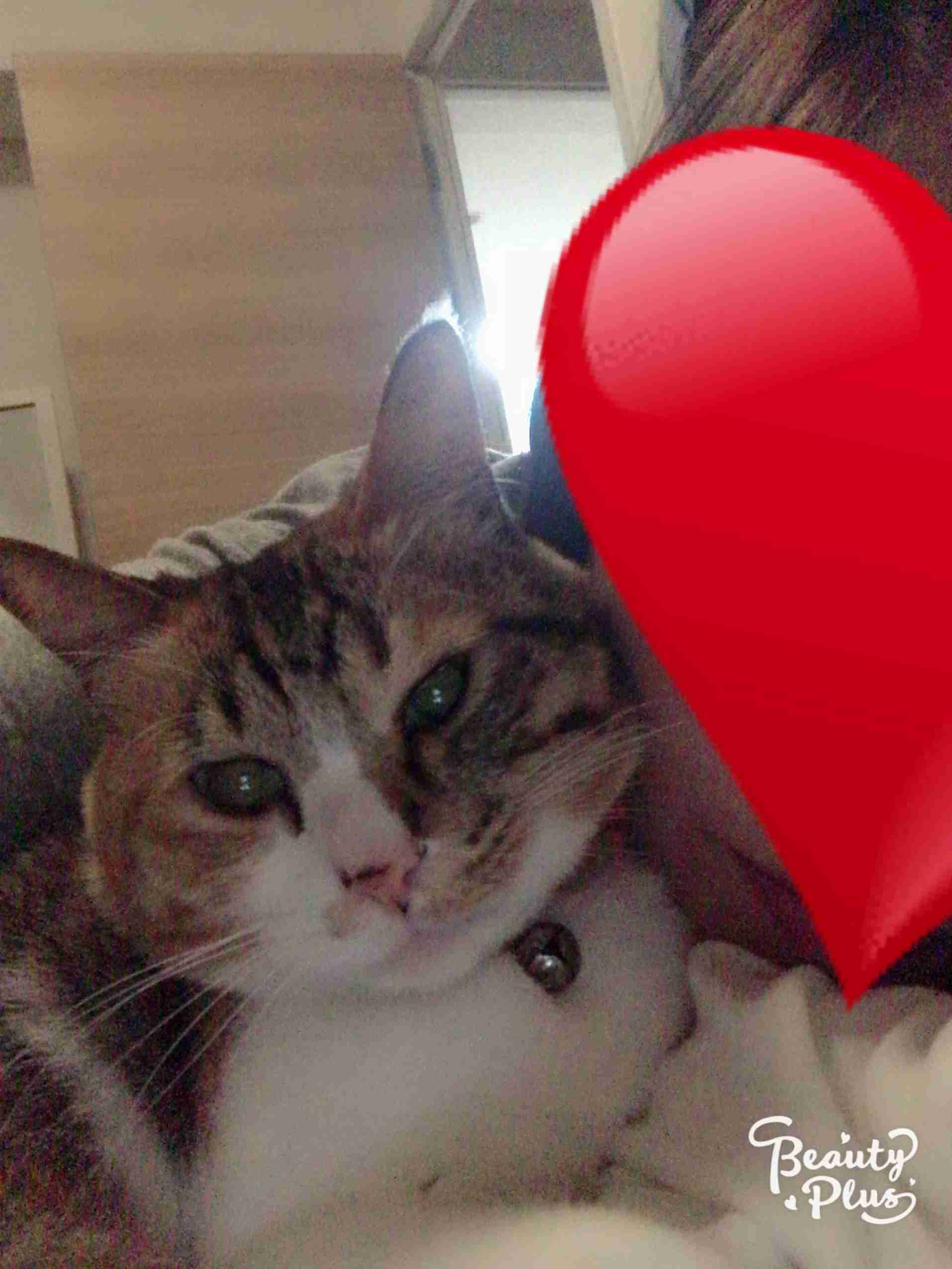 彼氏の猫と仲良くなりたいです