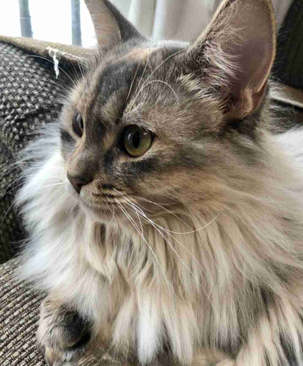 彼氏の猫と仲良くなりたいです