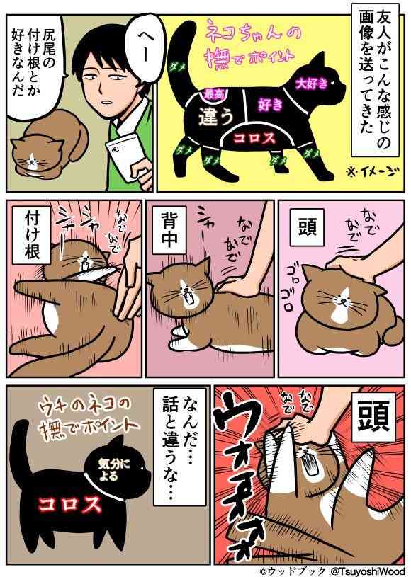 彼氏の猫と仲良くなりたいです