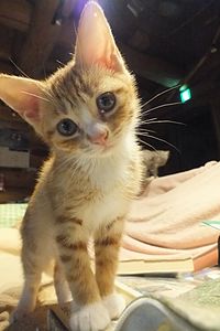 彼氏の猫と仲良くなりたいです