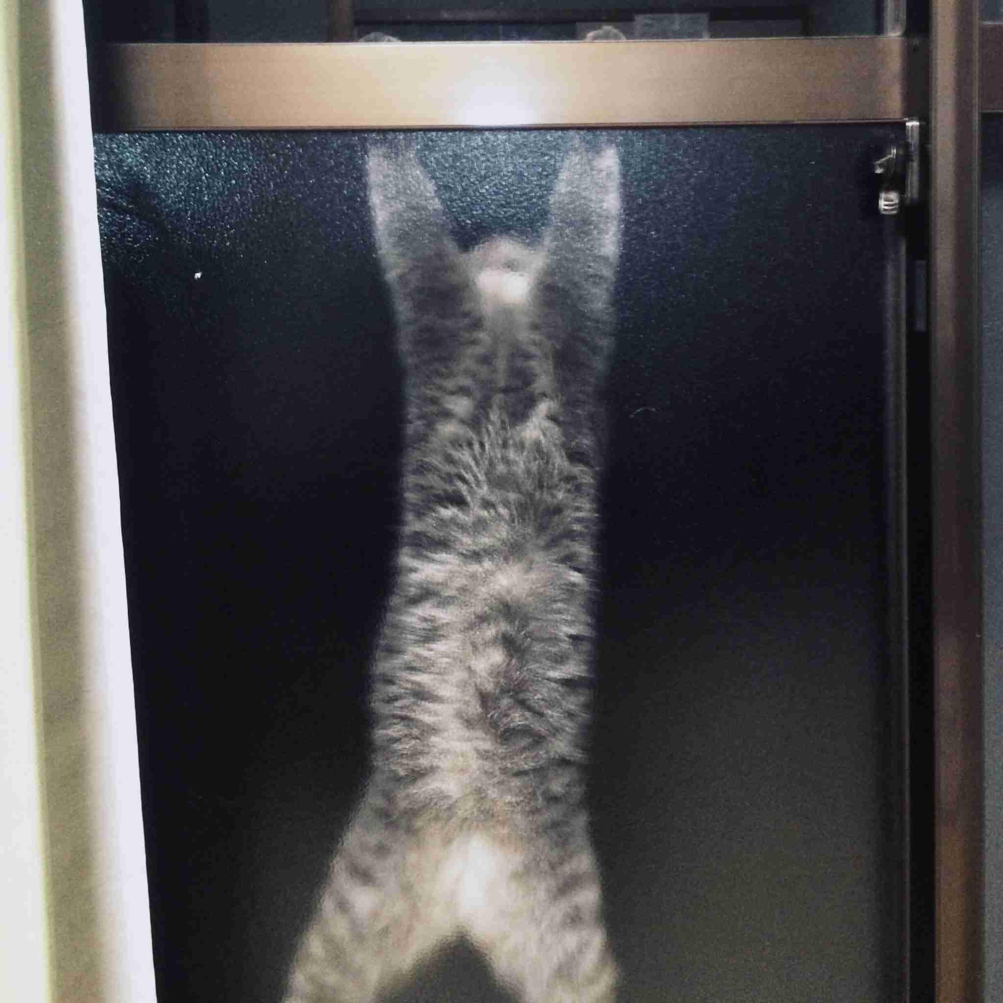 なぜそこにいる⁈ ってなる猫画像