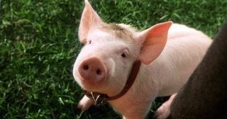 心が元気になれる映画、ドラマを教えてください！