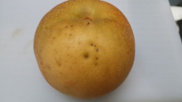 陶器肌になりたい！