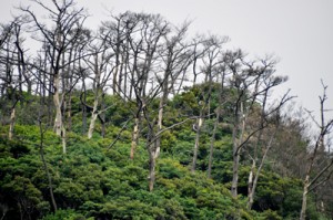 最近減少傾向にある生き物