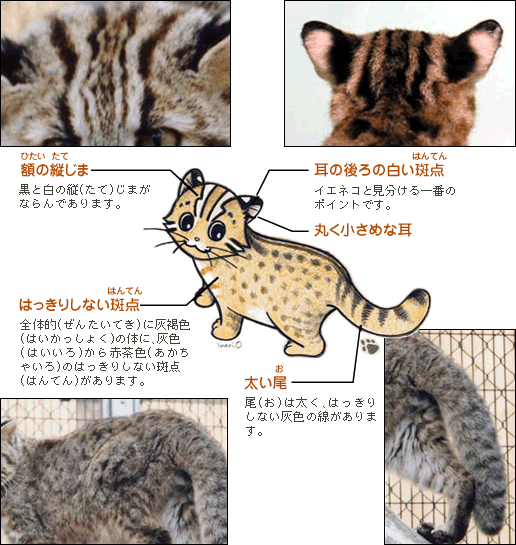 最近減少傾向にある生き物