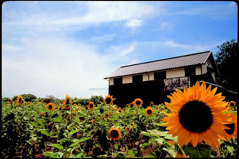どこか切ない夏の画像を貼っていくトピpart3