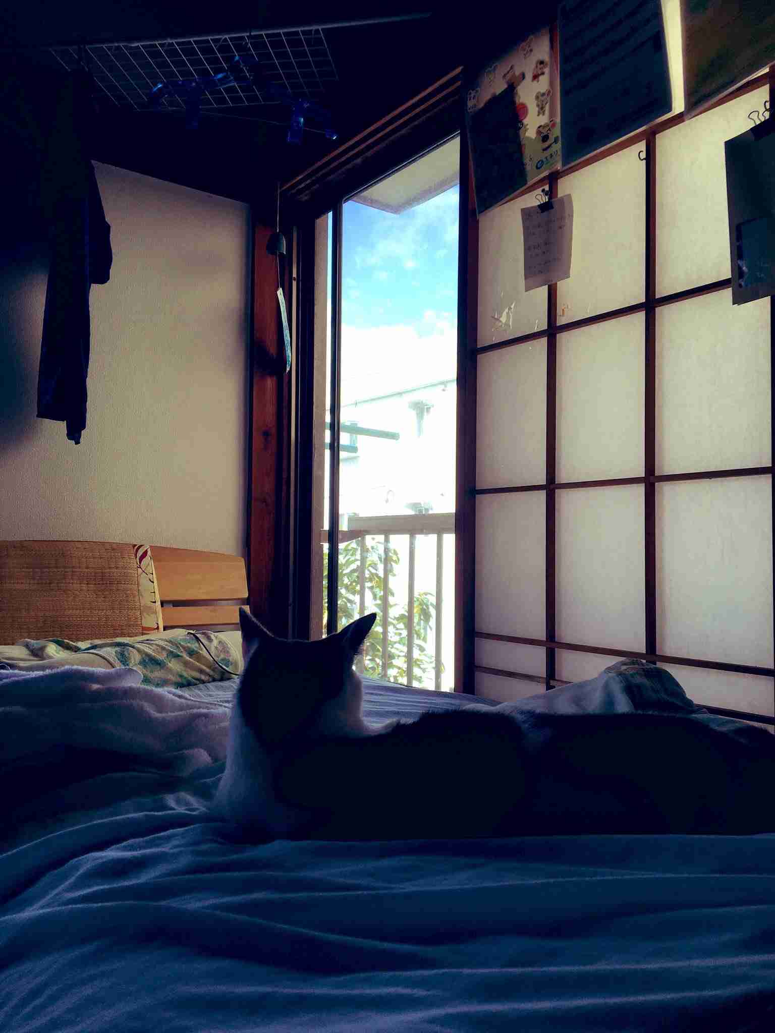 どこか切ない夏の画像を貼っていくトピpart3