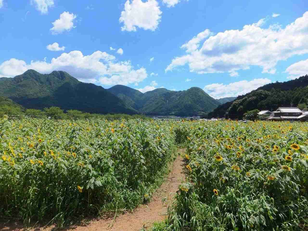 どこか切ない夏の画像を貼っていくトピpart3