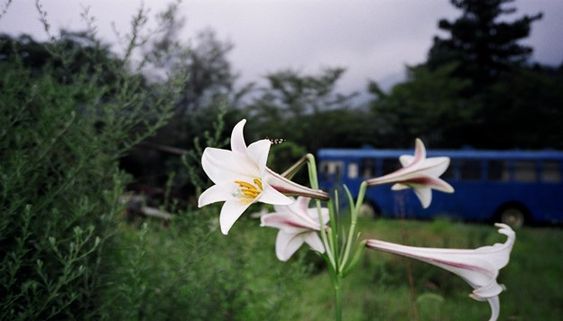 どこか切ない夏の画像を貼っていくトピpart3