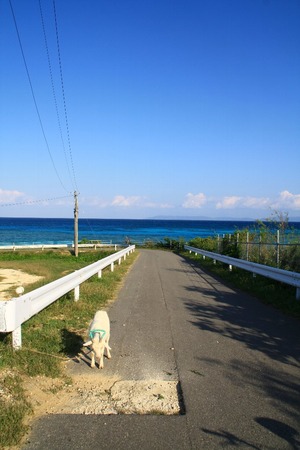 どこか切ない夏の画像を貼っていくトピpart3