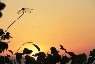 どこか切ない夏の画像を貼っていくトピpart3