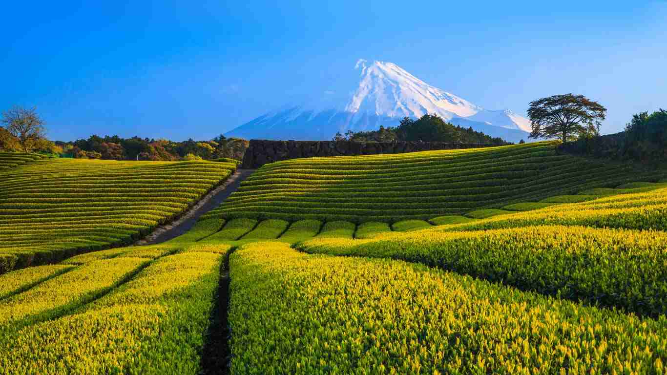 美しい新緑・若葉の画像で目の保養をするトピ♪