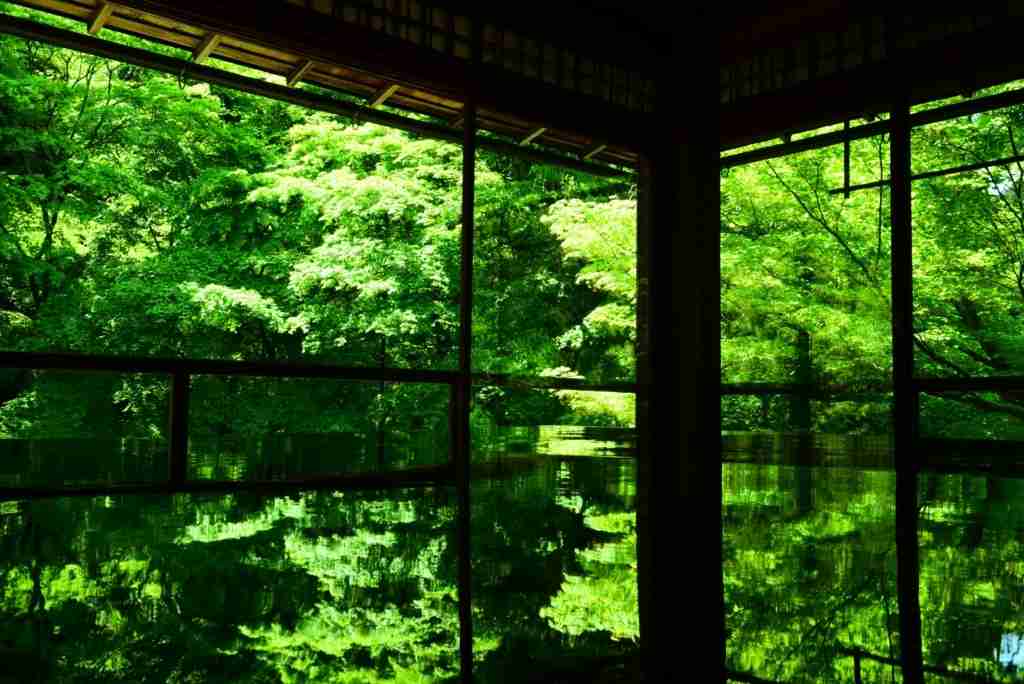 美しい新緑・若葉の画像で目の保養をするトピ♪