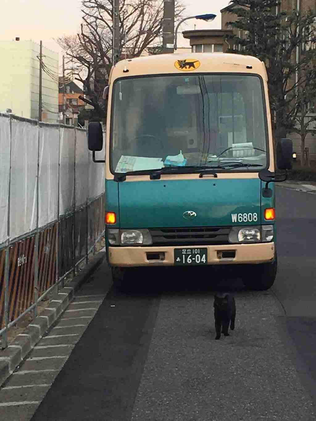みんなで作る猫種図鑑
