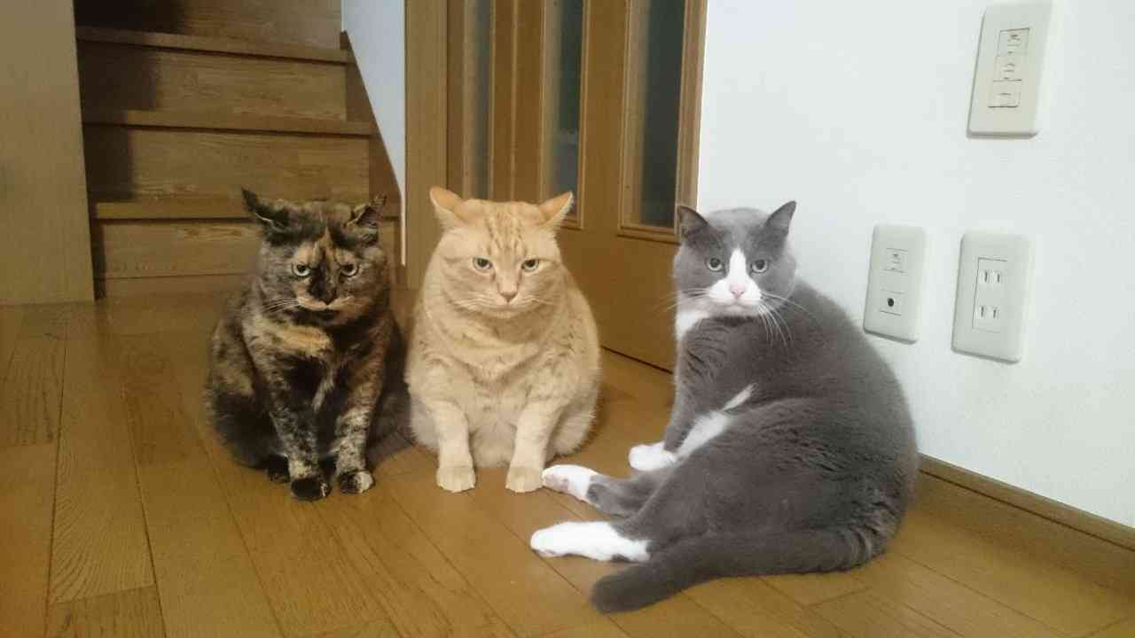 みんなで作る猫種図鑑