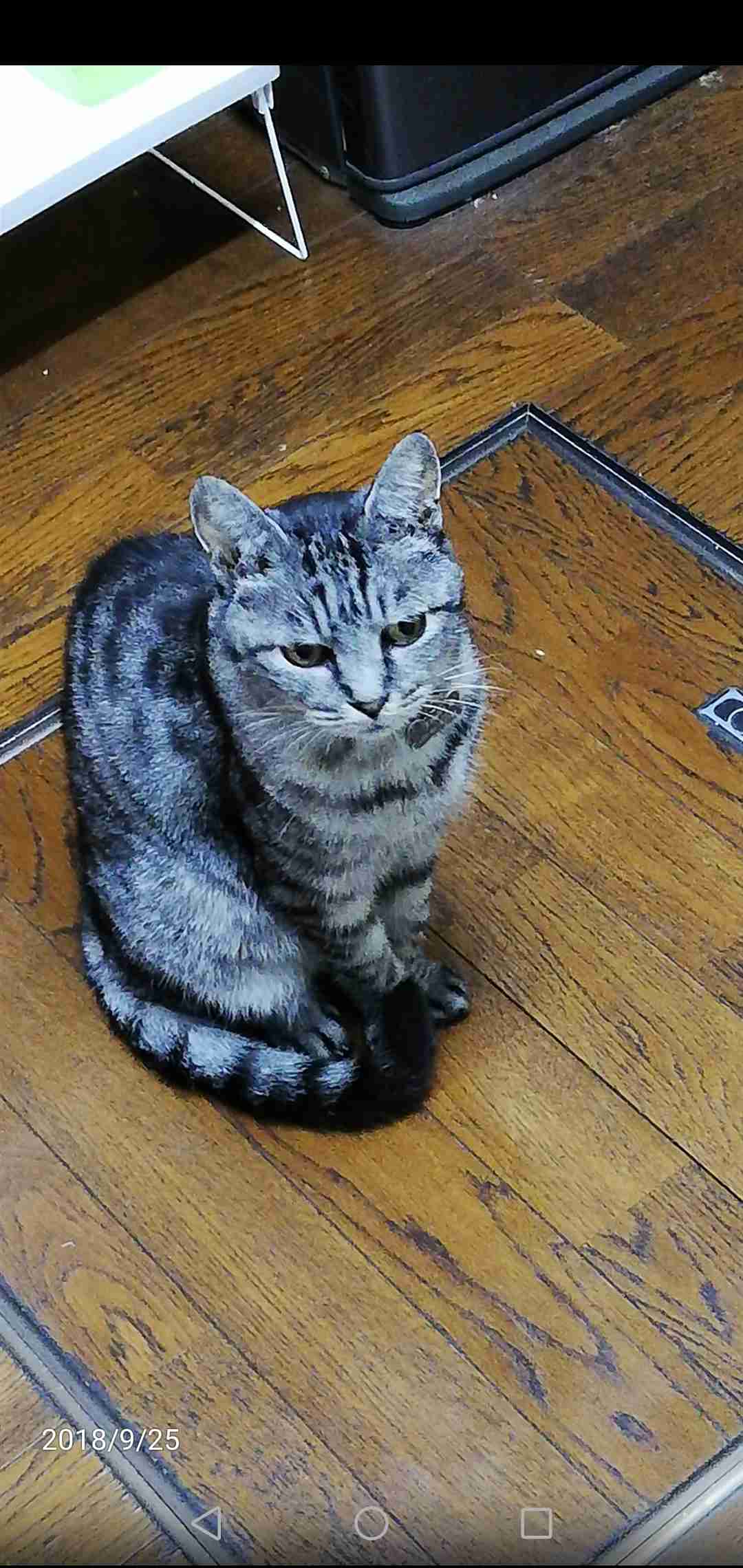 みんなで作る猫種図鑑