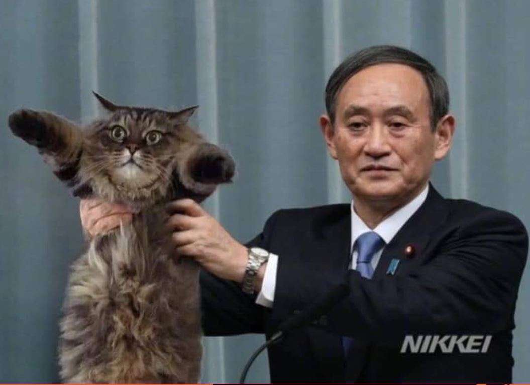 みんなで作る猫種図鑑