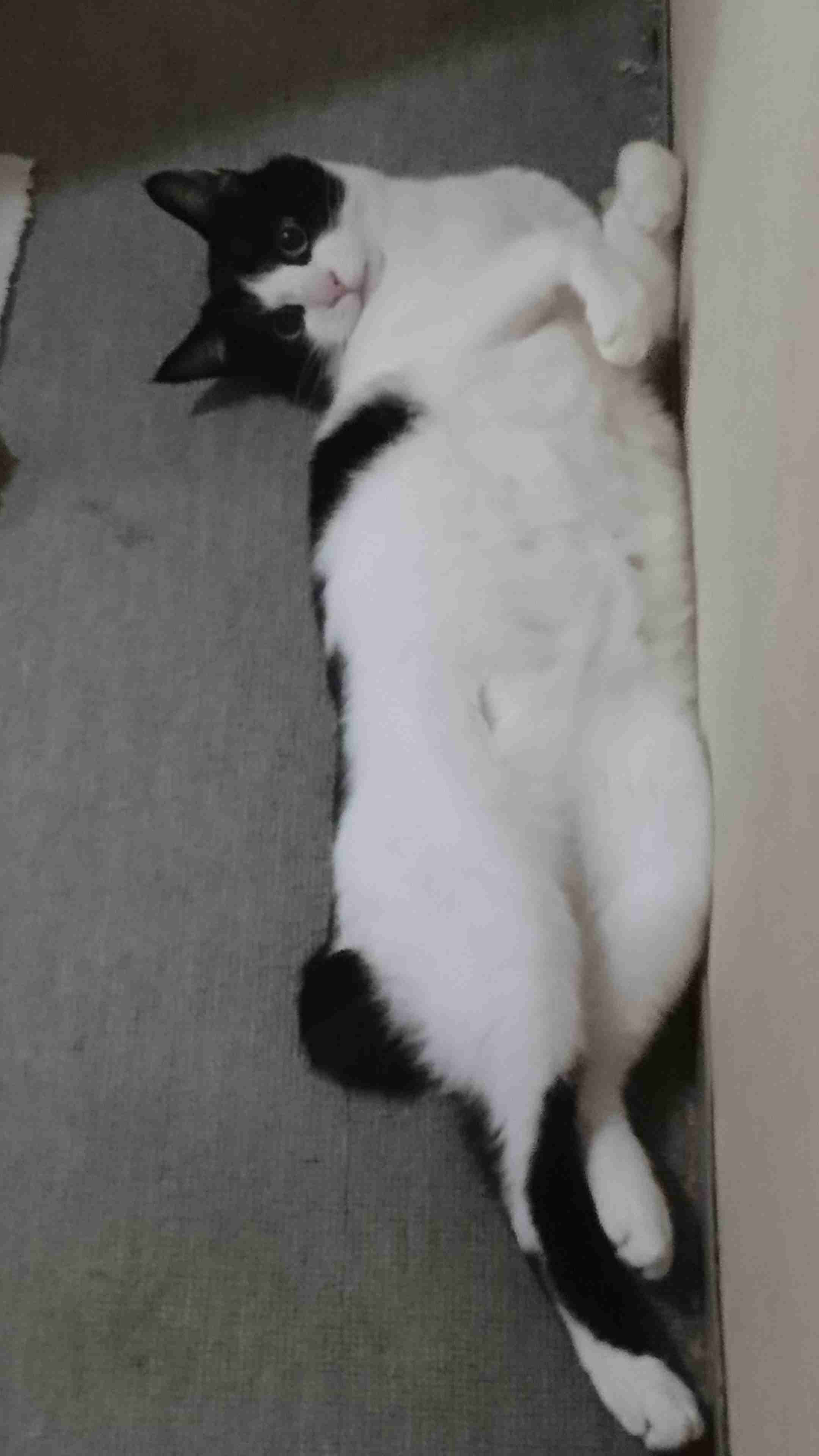 みんなで作る猫種図鑑