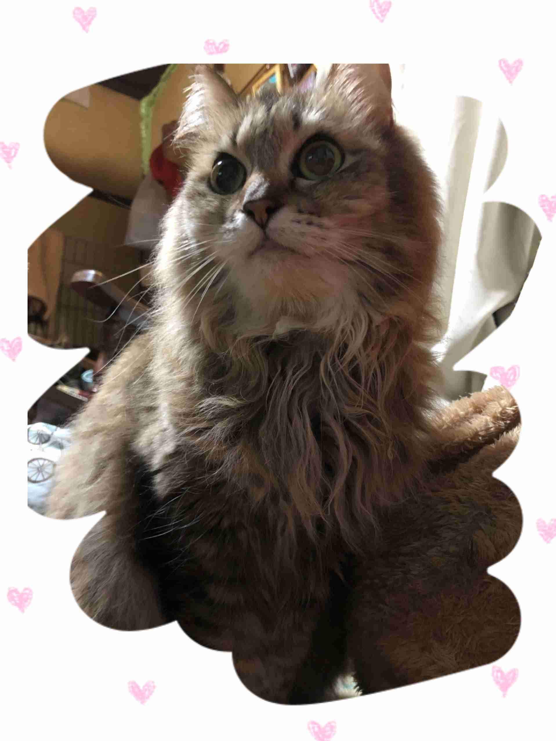 みんなで作る猫種図鑑