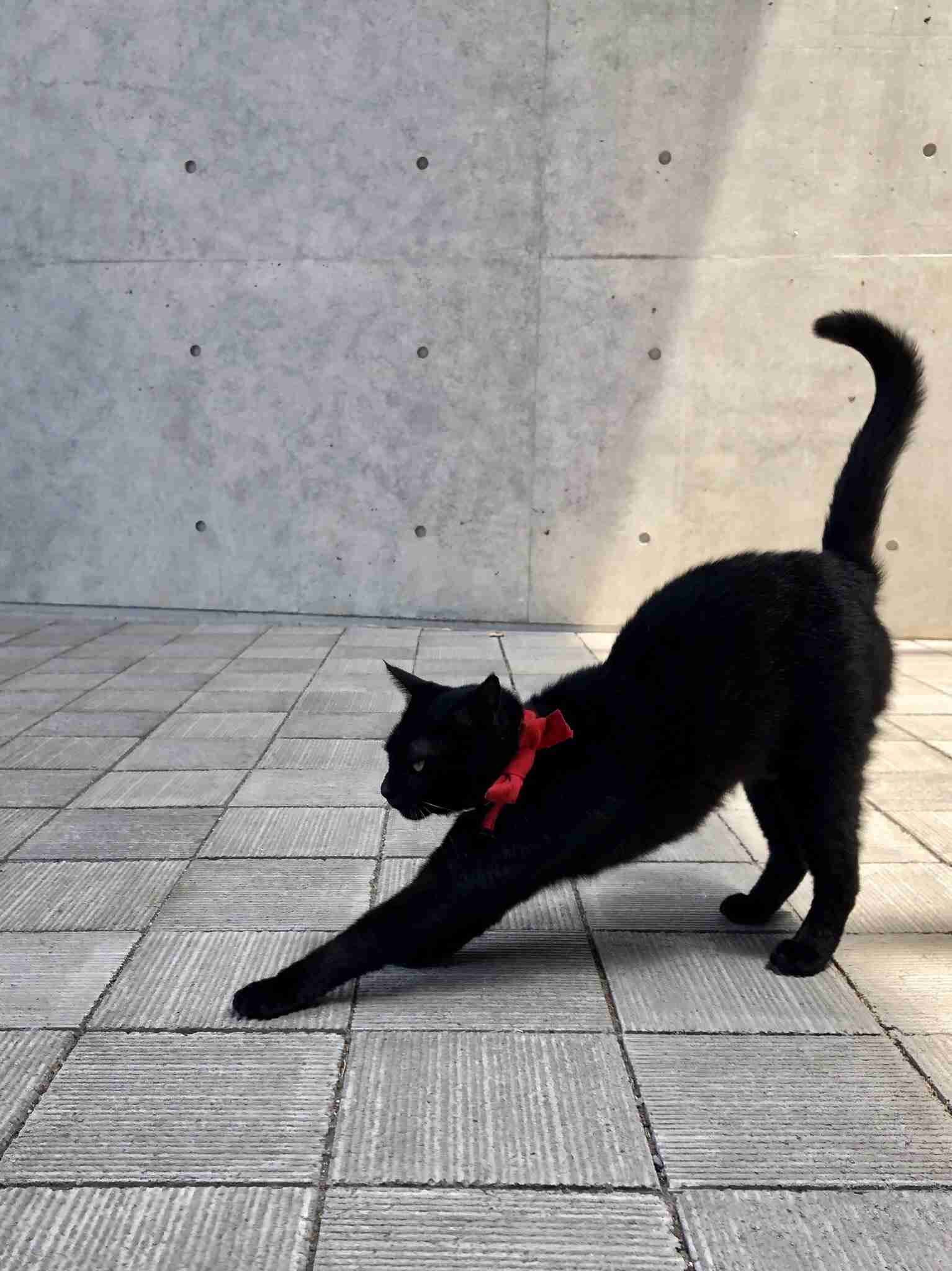 みんなで作る猫種図鑑