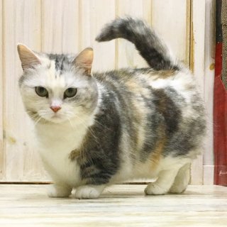 みんなで作る猫種図鑑