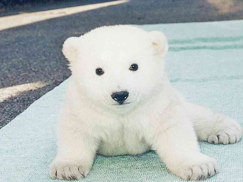 コスメデコルテにハマる