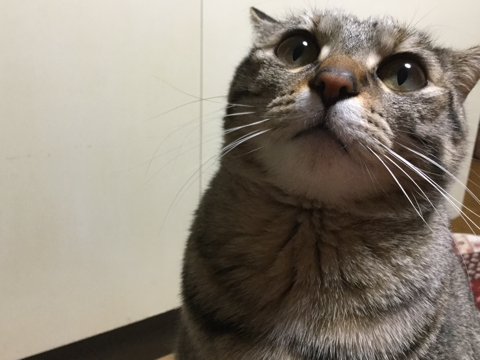 猫がどいてくれないのはどうして?4つの心理