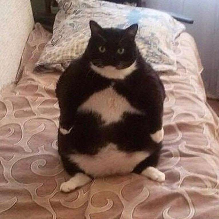 猫がどいてくれないのはどうして?4つの心理