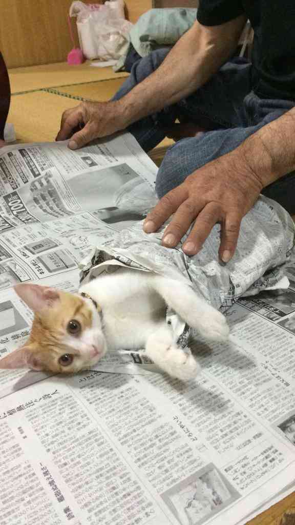 猫がどいてくれないのはどうして?4つの心理
