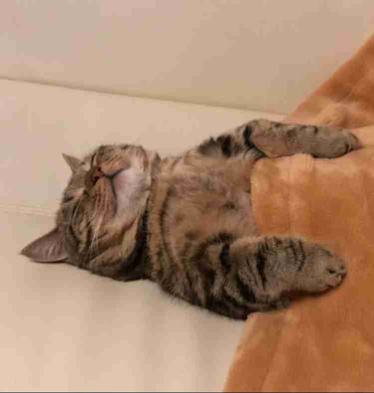猫がどいてくれないのはどうして?4つの心理