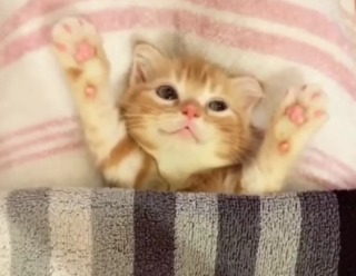 猫がどいてくれないのはどうして?4つの心理