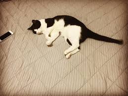 猫がどいてくれないのはどうして?4つの心理