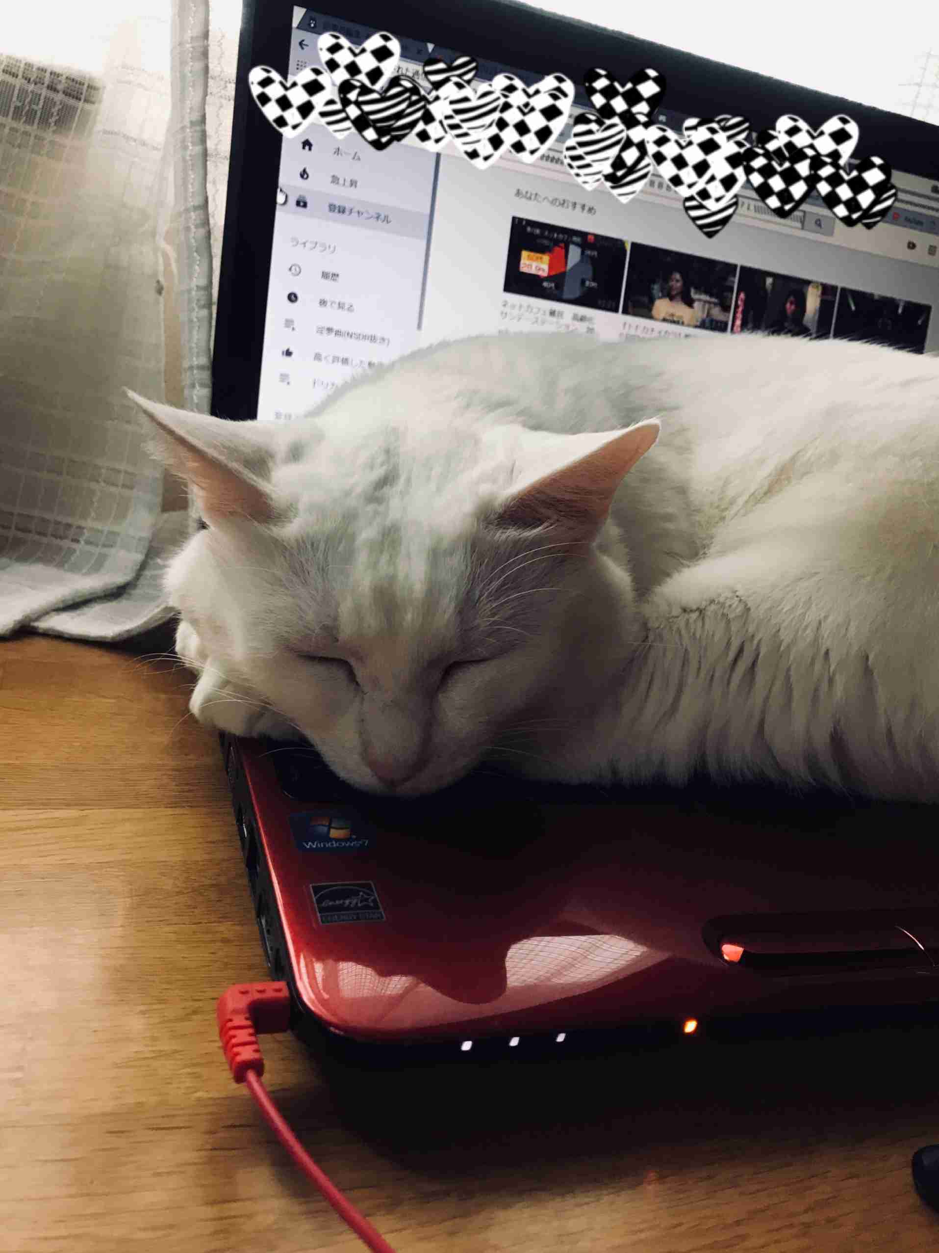 猫がどいてくれないのはどうして?4つの心理