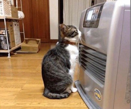 猫がどいてくれないのはどうして?4つの心理