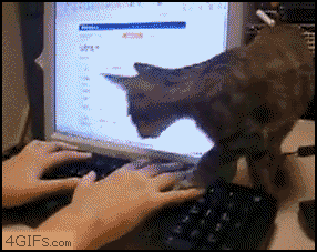 猫がどいてくれないのはどうして?4つの心理