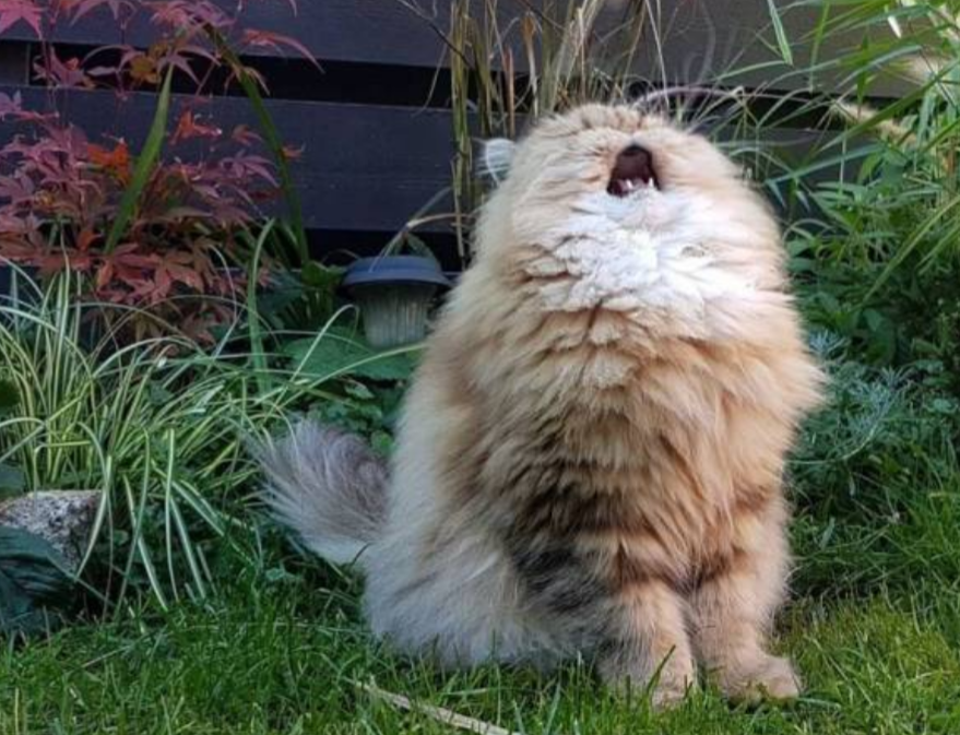 ガルちゃんの自由帳トピpart2